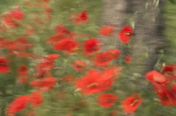 夏の草原に赤いケシの種子 — ストック写真