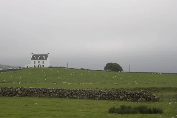 Landscape Sheep Breeding Isle Islay Scotland Typical Misty Atmos — Stock Photo, Image