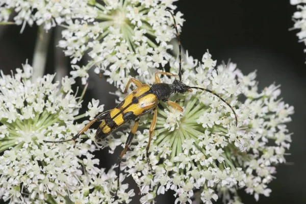 Longhorn Beetle Strangalia Maculata Dzięgiel Leśny Angelica Sylvestris — Zdjęcie stockowe