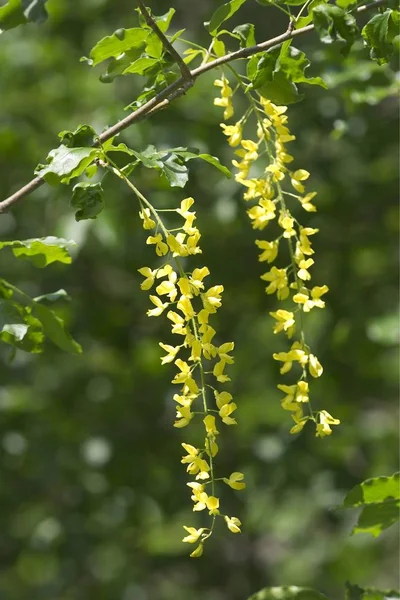 Laburnum Alpin Laburnum Alpinum Floare Slovenia — Fotografie, imagine de stoc