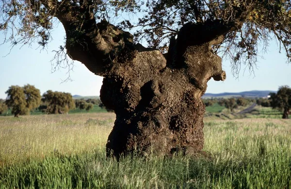 Holm Quercus Dehesa 스페인 — 스톡 사진