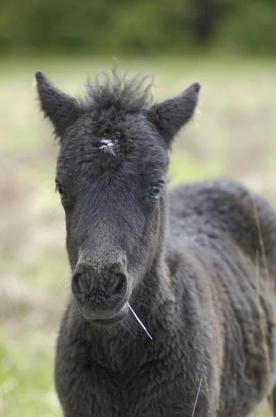 Dartmoor Pony Fohlen Dartmoor Nationalpark Devon England — Stockfoto