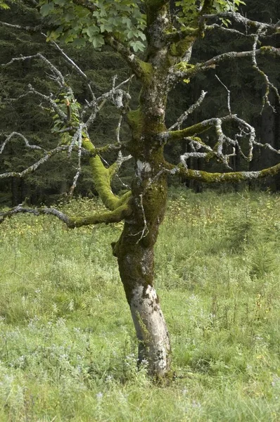Stare Drzewa Lesie Zielona Trawa Pole — Zdjęcie stockowe