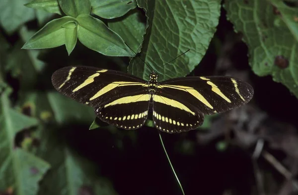 Butterfy Heliconius Charitonia 拉克鲁斯墨西哥 — 图库照片