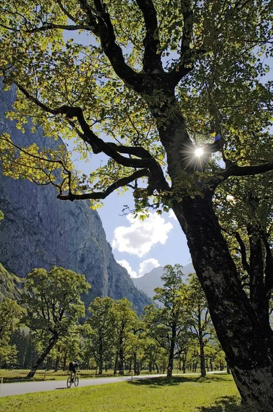 Maple Tree Forest Naar Karwendel Bergen Van Tirol — Stockfoto