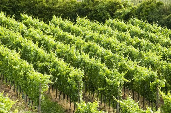 Plantação Vinhas Verdes Verão — Fotografia de Stock