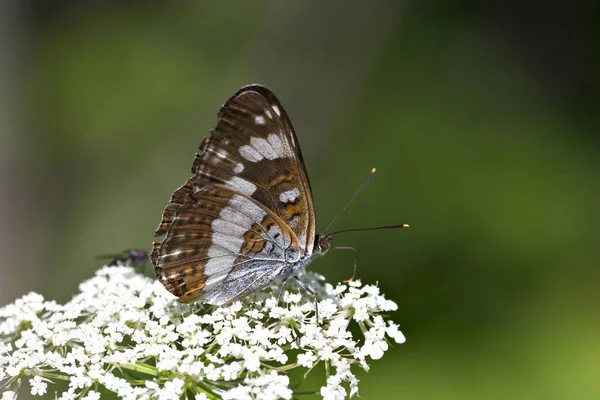 Admirál White Butterfly Ladoga Camilla — Stock fotografie
