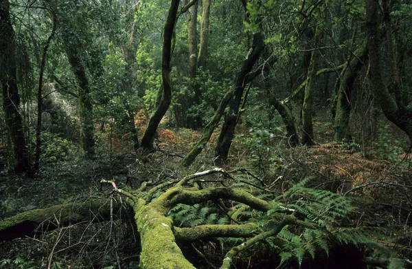 Spanien Gomera Nationalpark Garajonay — Stockfoto