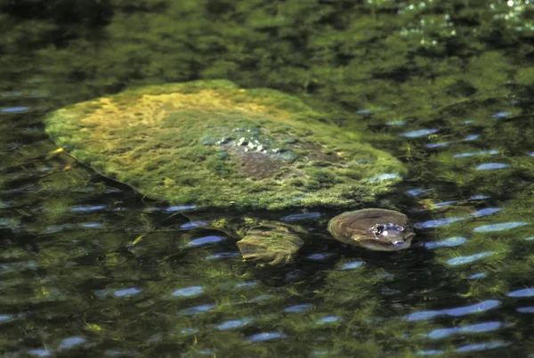 Florida Softshell Żółw Wodzie Trionyx Ferox Floryda Usa — Zdjęcie stockowe