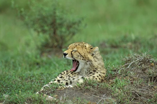 Portret Van Een Gapende Jonge Luipaard Acinonyx Jubatus Masai Mara — Stockfoto