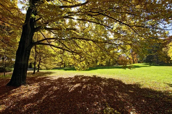 Park Met Bomen Herfst Herfst Bladeren Hout Bos Concept — Stockfoto