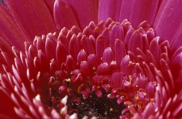 Detalhe Flor Gerbera Margarida — Fotografia de Stock