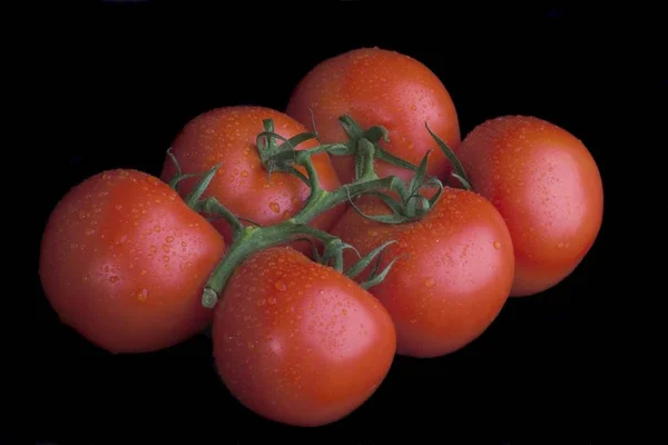 Manojo Tomates Aislados Sobre Fondo Negro — Foto de Stock