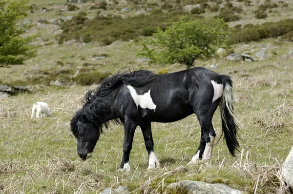 Pony Garanhão Dartmoor National Park Devon Inglaterra — Fotografia de Stock