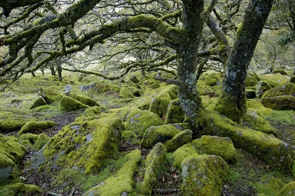 Whistmans Wood Perto Two Bridges Dartmoor National Park Devon Inglaterra — Fotografia de Stock