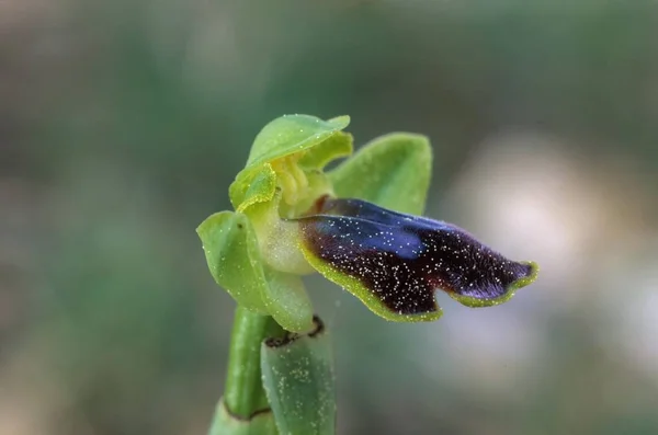 Dull Ophrys Ophrys Fusca — 스톡 사진