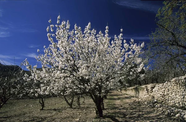 꽃피는 벚나무 Mallorca Serra Tramuntana — 스톡 사진