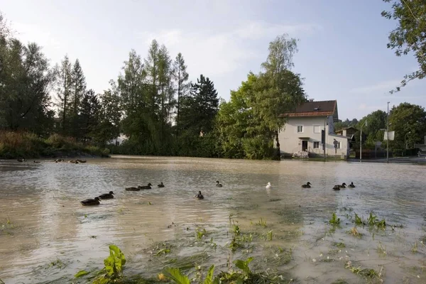 Översvämning Vatten Isar Floden Bad Tlz Bayern Tyskland — Stockfoto