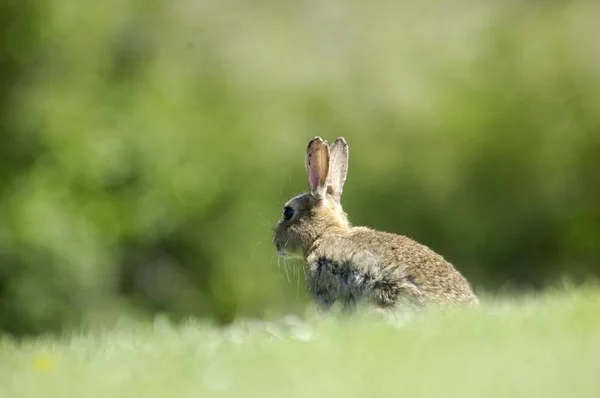 Kaninchen Oryctolagus Cuniculus Verklagt West England — Stockfoto