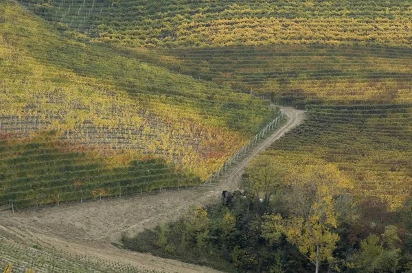 Vicino Vigneti Barbaresco Alba Con Foglie Autunnali Piemonte Italia — Foto Stock