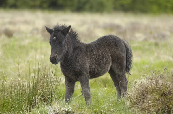 Dartmoor Pony Potro Dartmoor National Park Devon Inglaterra — Fotografia de Stock
