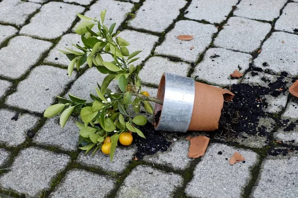 Thrown down from a hefty windstorm a little orange tree in the pot