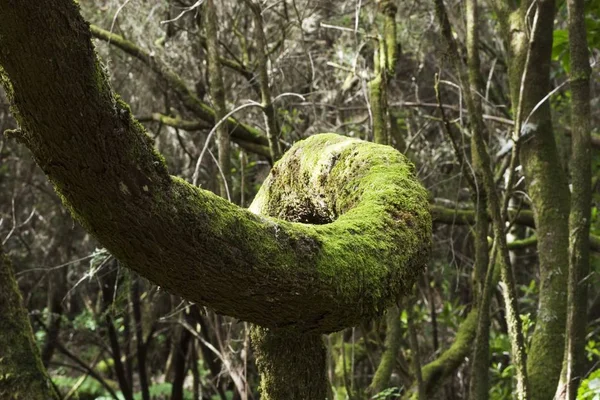 Nemzeti Park Garajonay Gomera Kanári Szigetek — Stock Fotó