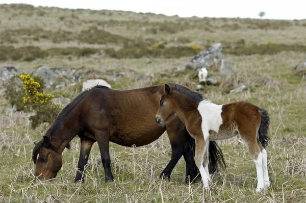 Pony Con Puledro Dartmoor National Park Devon Inghilterra — Foto Stock