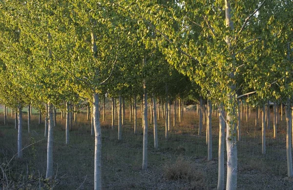 농장의 Populus Canescens 스페인 — 스톡 사진