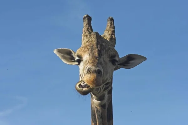 Giraffe Kauend Direkt Die Kamera Blickend — Stockfoto