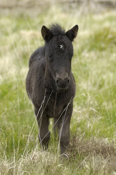 Dartmoor Pony Hříbě Dartmoor National Park Devon Anglie — Stock fotografie