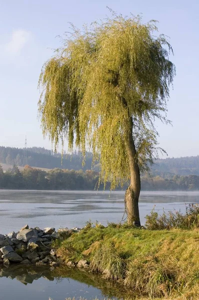 Gaishofen Perto Passau Baviera Inferior Árvore Alemanha Outono Além Rio — Fotografia de Stock