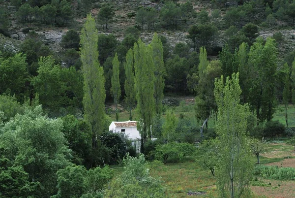 Serrana Ronda Andalusia Mlaga Spain — 스톡 사진