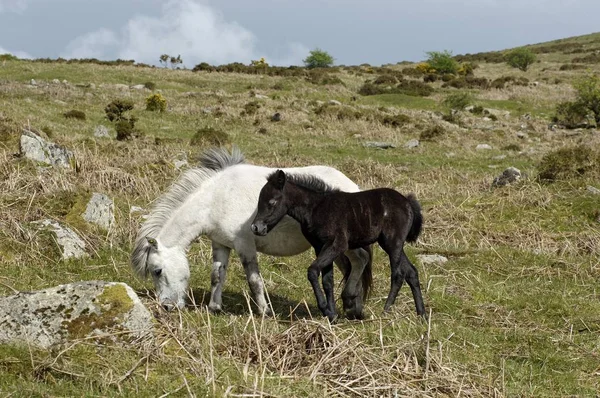 Pony Com Potro Dartmoor National Park Devon Inglaterra — Fotografia de Stock