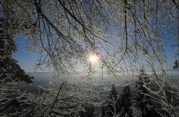 Winterochtend Pupplinger Opper Beieren — Stockfoto