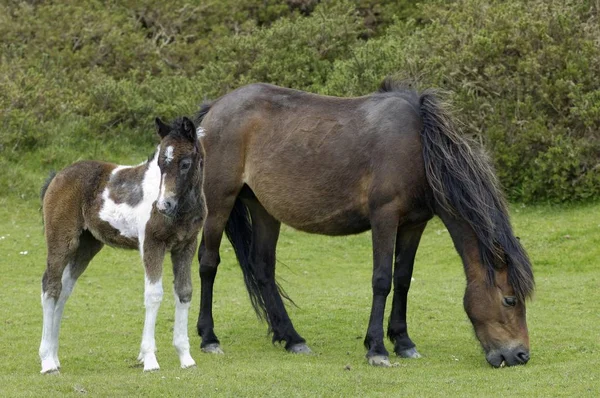 Dartmoor Pony Klisna Hříbě Dartmoor National Park Devon Anglie — Stock fotografie