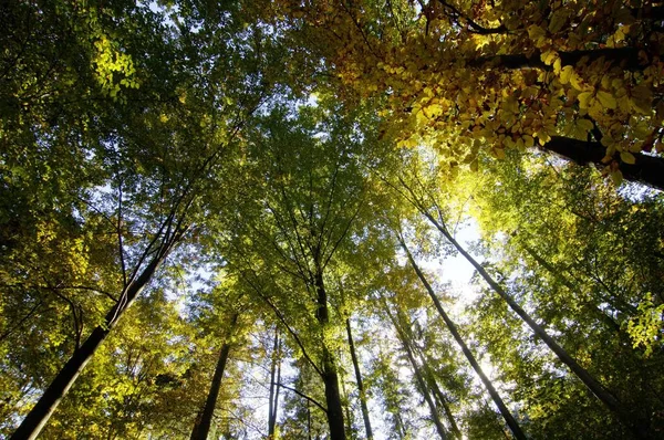 Forêt Mixte Automne Autmn Près Couvent Ettal Bavière Allemagne — Photo