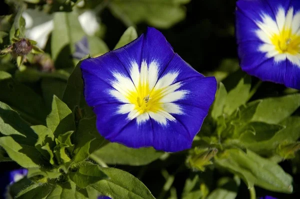 Azul Espanhol Bindweed Convolvulus Tricolor — Fotografia de Stock