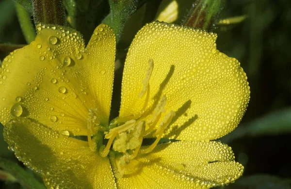 Gemeine Nachtkerze Nachtkerzen Oenothera Biennis Heilpflanze Deutschland — Stockfoto