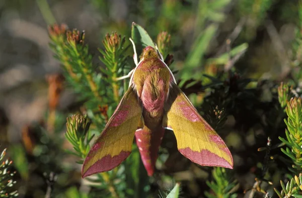 Kleine Olifant Hawk Moth Klein Avondrood Duitsland — Stockfoto