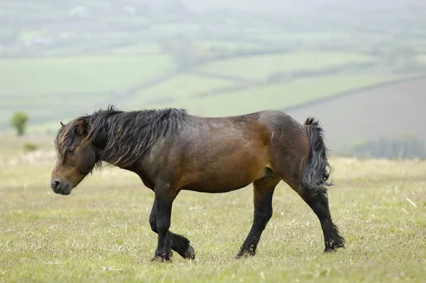 Dartmoor Pony Dartmoor National Park Devon Inglaterra — Fotografia de Stock