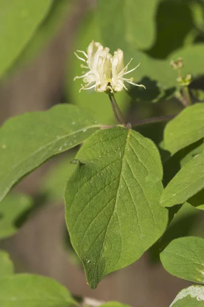 Dwarf Honeysuckle Lonicera Xylosteum — Stock Photo, Image