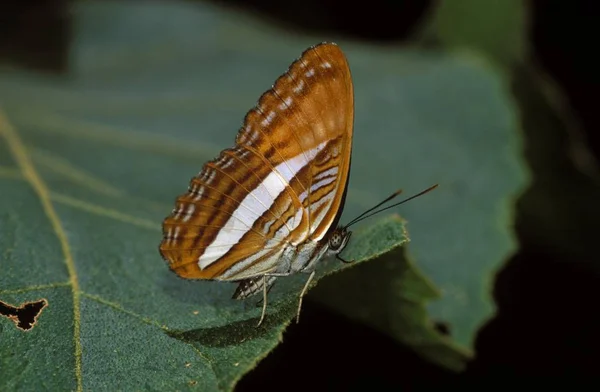 Papillon Costa Rica Dans Nature — Photo