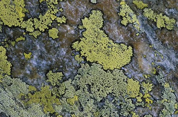 Lichens Rhizocarpon Geographicum Áustria 2450 Mnn — Fotografia de Stock