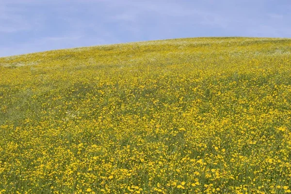 Pradera Floreciente Allgu Alemania —  Fotos de Stock