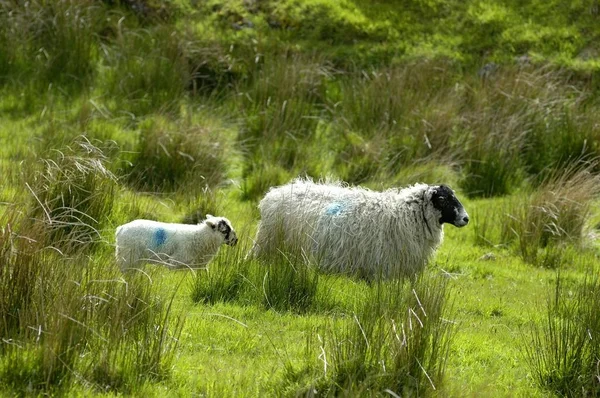 Sheep Dartmoor National Park Devon England — Stock Photo, Image