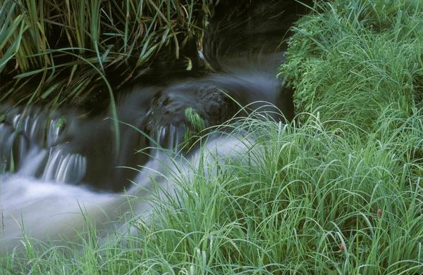 Flusso Erba Verde Germania — Foto Stock