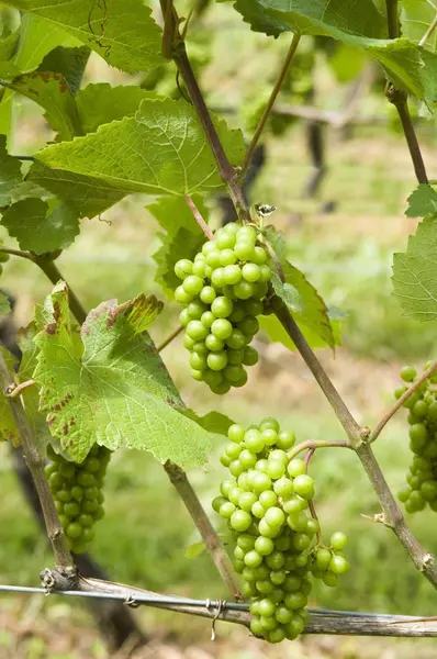 Groeiende Groene Druiven Boom — Stockfoto