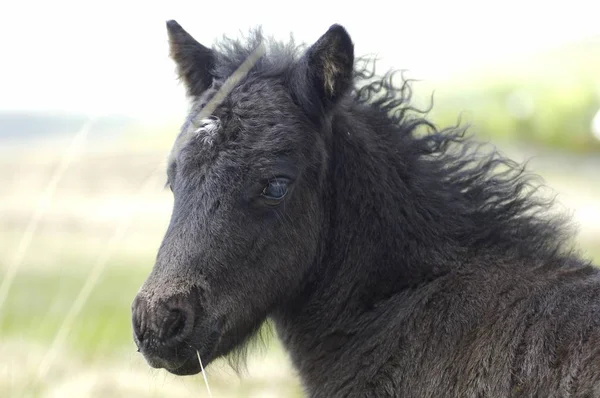 Dartmoor Pony Foal Dartmoor National Park Devon England — Stock Photo, Image