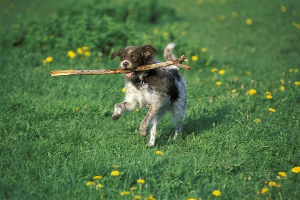 Pies Kijem Dziedzinie — Zdjęcie stockowe